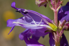 Penstemon deaveri