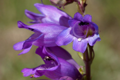 Penstemon deaveri