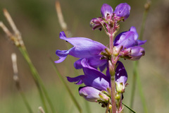 Penstemon deaveri