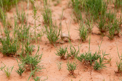 Muhlenbergia arenacea
