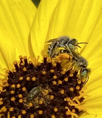 Calliopsima
