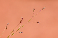 Muhlenbergia arenacea