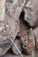 Camponotus consobrinus