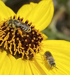 Calliopsima