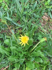 Taraxacum