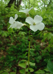 Cardamine bulbifera