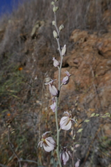 Streptanthus glandulosus albidus