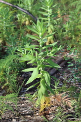 Apalochlamys spectabilis