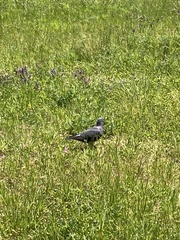 Columba livia domestica