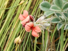 Indigofera tomentosa