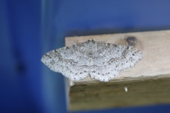 Melanolophia imitata