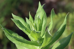 Apalochlamys spectabilis