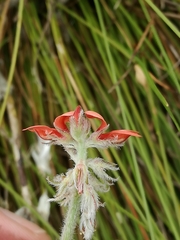 Indigofera tomentosa