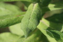 Apalochlamys spectabilis