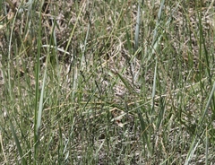 Muhlenbergia filiformis