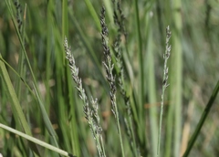 Muhlenbergia filiformis