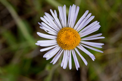 Erigeron formosissimus