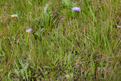 Erigeron formosissimus
