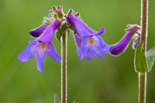 Apache beardtongue (Penstemon oliganthus)