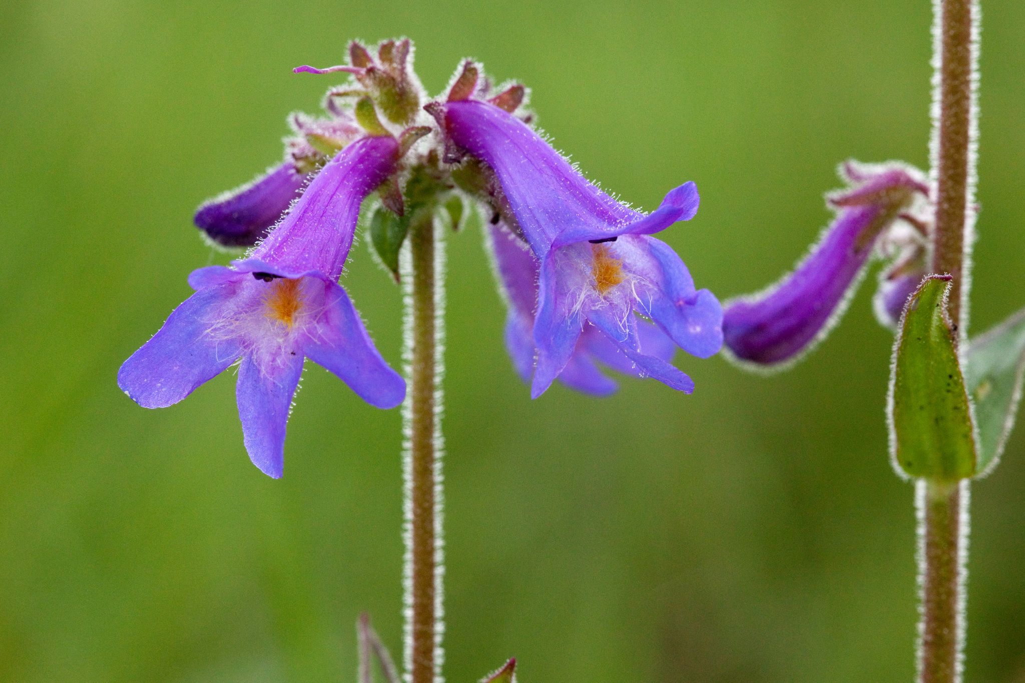 Penstemon oliganthus