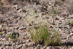 Scleropogon brevifolius