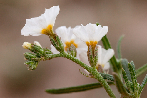 Fragrant heliotrope (Euploca greggii)