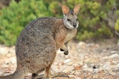 Notamacropus eugenii