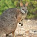 Tammar Wallaby - Photo (c) Darcy Whittaker, some rights reserved (CC BY-NC)