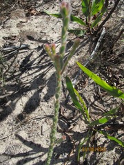 Leucadendron thymifolium