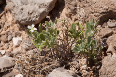 Nerisyrenia hypercorax