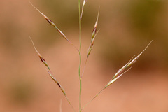 Muhlenbergia torreyi