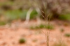 Muhlenbergia torreyi