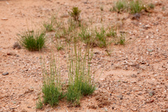 Muhlenbergia torreyi
