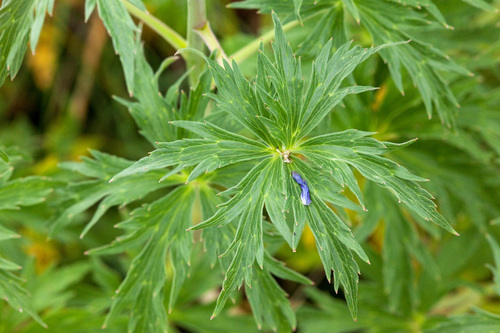 Mogollon larkspur