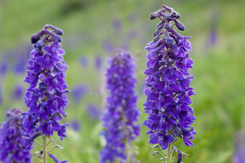 Clark Valley larkspur (Delphinium geraniifolium)