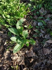 Symphytum caucasicum