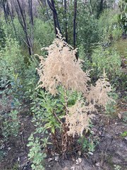 Apalochlamys spectabilis