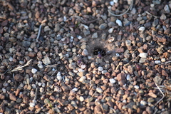 Iridomyrmex purpureus