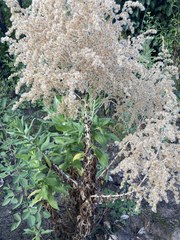 Apalochlamys spectabilis