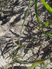 Leucadendron thymifolium