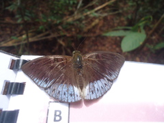 Tanaecia clathrata