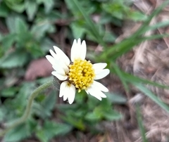 Tridax procumbens