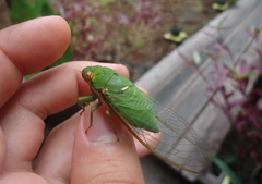 Dundubia