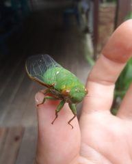 Dundubia