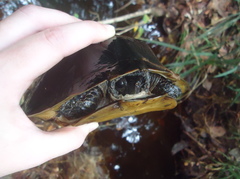 Cyclemys dentata