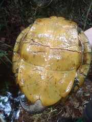 Cyclemys dentata