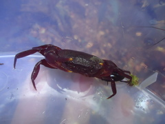 Gecarcinucidae