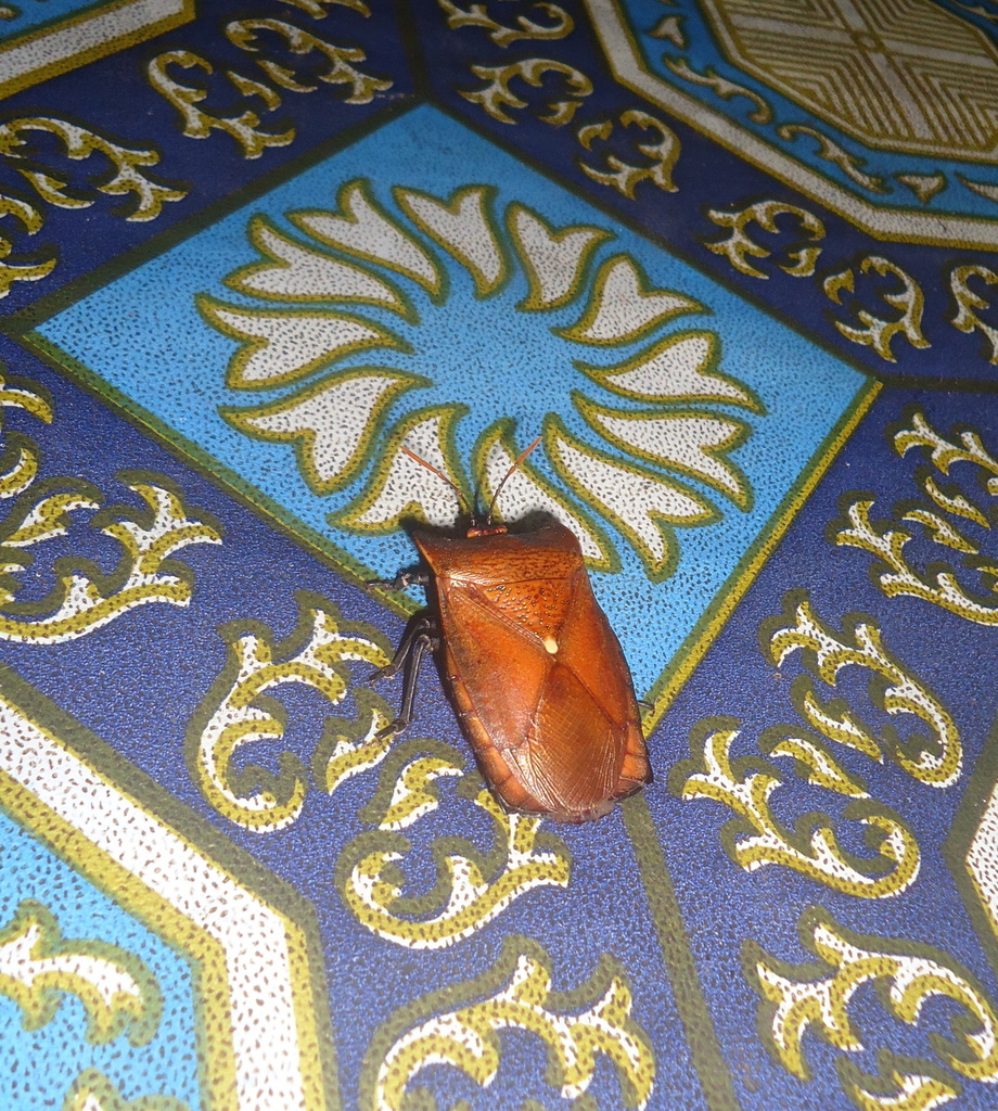 Sanganus