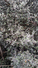 Corokia cotoneaster