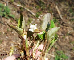 Viola pacifica